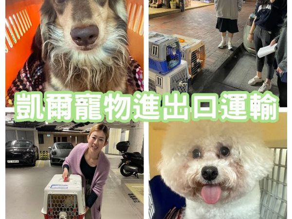 2024/03/19 『香港』7狗1貓飛香港大陣仗一起作伴飛香港啦~~~